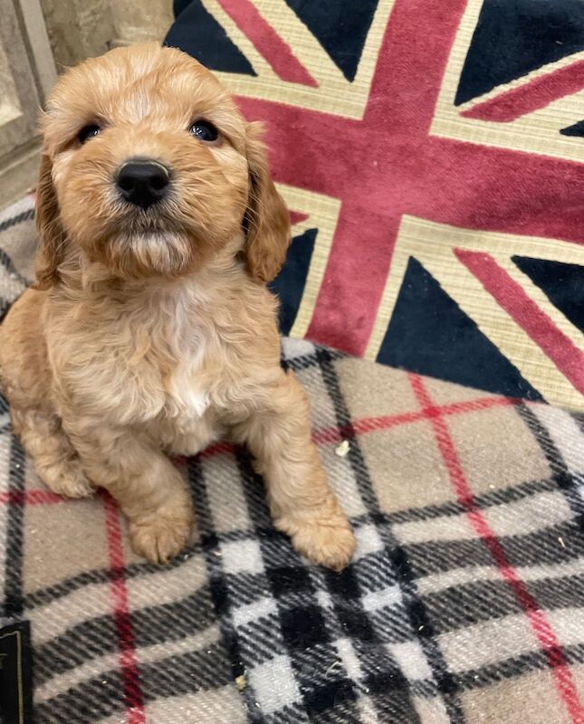 Cockapoo puppies for sale in Boston, Lincolnshire – 8 months old - Image 4 of 7