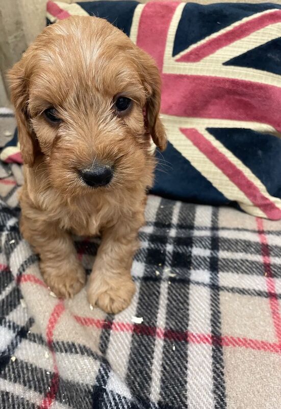 Cockapoo puppies for sale in Boston, Lincolnshire – 8 months old - Image 5 of 7