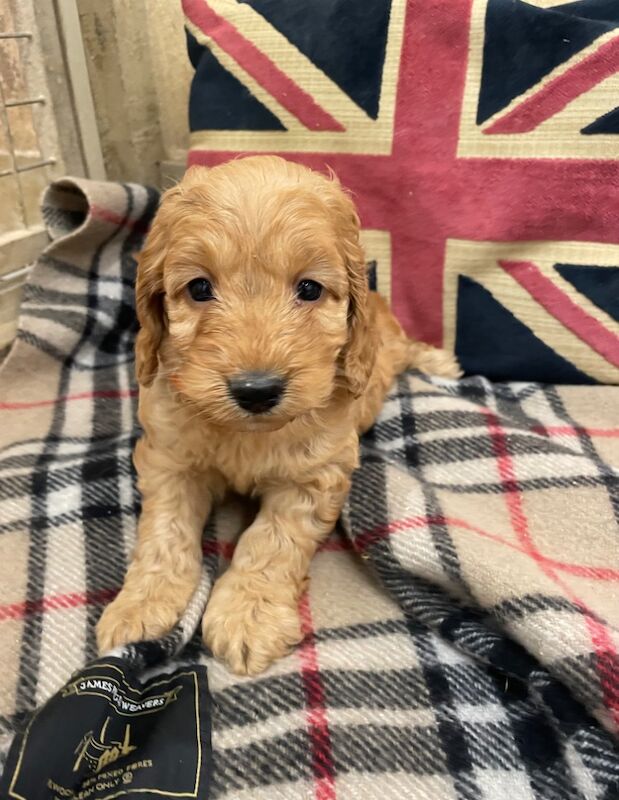 Cockapoo puppies for sale in Boston, Lincolnshire – 8 months old - Image 6 of 7