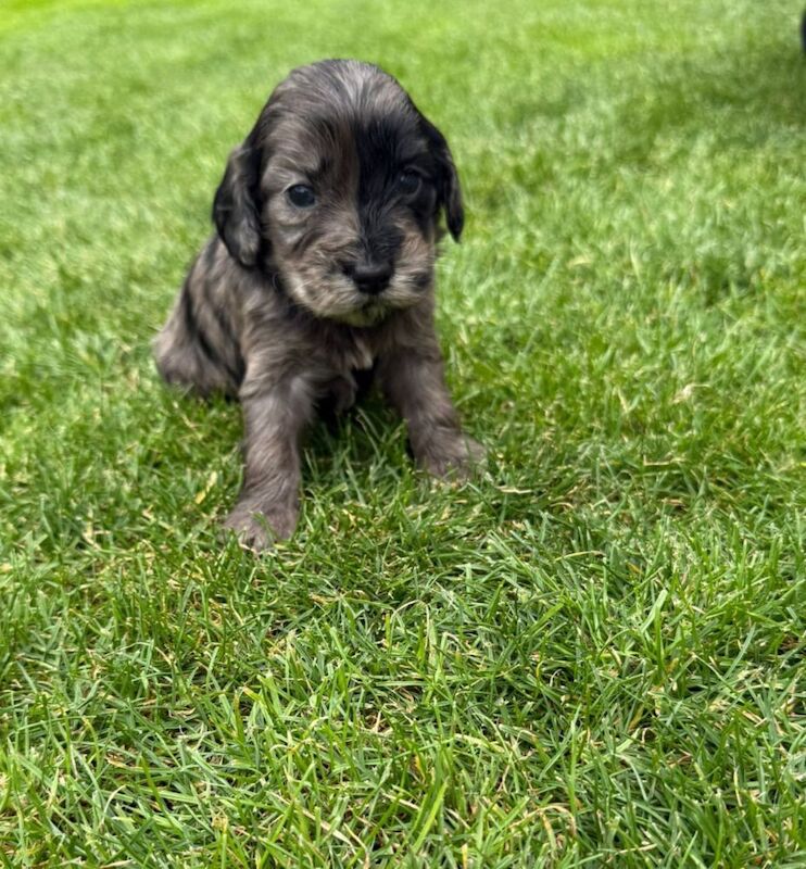 Cockapoo puppies for sale in Gravesend, Kent – 4 weeks old - Image 2 of 15