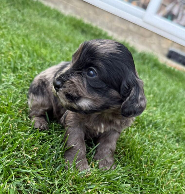 Cockapoo puppies for sale in Gravesend, Kent – 4 weeks old - Image 4 of 15