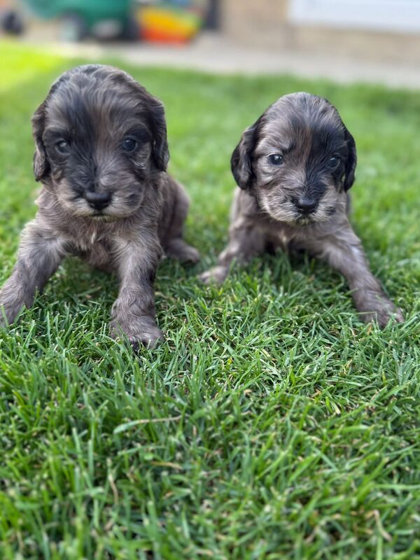 Cockapoo puppies for sale in Gravesend, Kent – 4 weeks old - Image 7 of 15