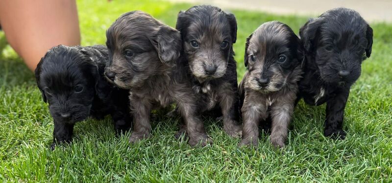 Cockapoo puppies for sale in Gravesend, Kent – 4 weeks old - Image 8 of 15
