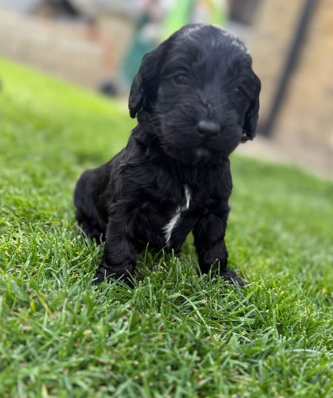 Cockapoo puppies for sale in Gravesend, Kent – 4 weeks old - Image 10 of 15