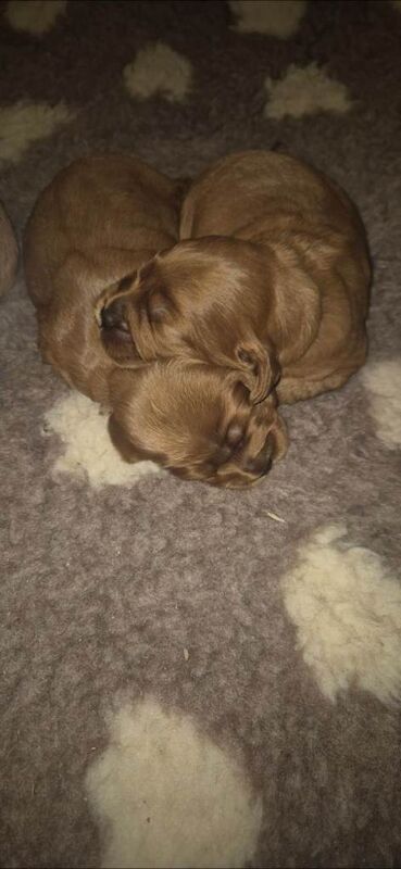 Cockapoo puppies for sale in Washingborough, Lincolnshire – KC registered, 2 weeks old