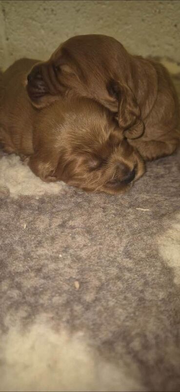 Cockapoo puppies for sale in Washingborough, Lincolnshire β KC registered, 2 weeks old - Image 2 of 6