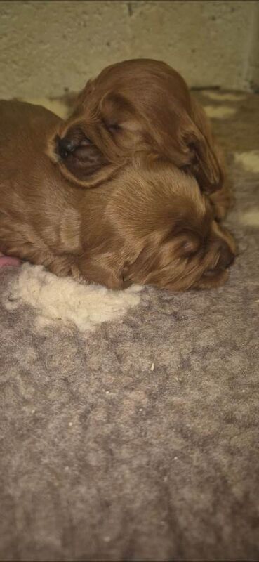 Cockapoo puppies for sale in Washingborough, Lincolnshire β KC registered, 2 weeks old - Image 3 of 6