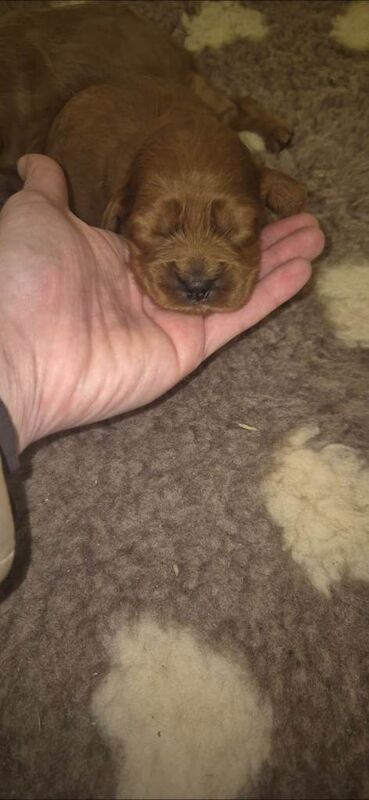 Cockapoo puppies for sale in Washingborough, Lincolnshire β KC registered, 2 weeks old - Image 4 of 6