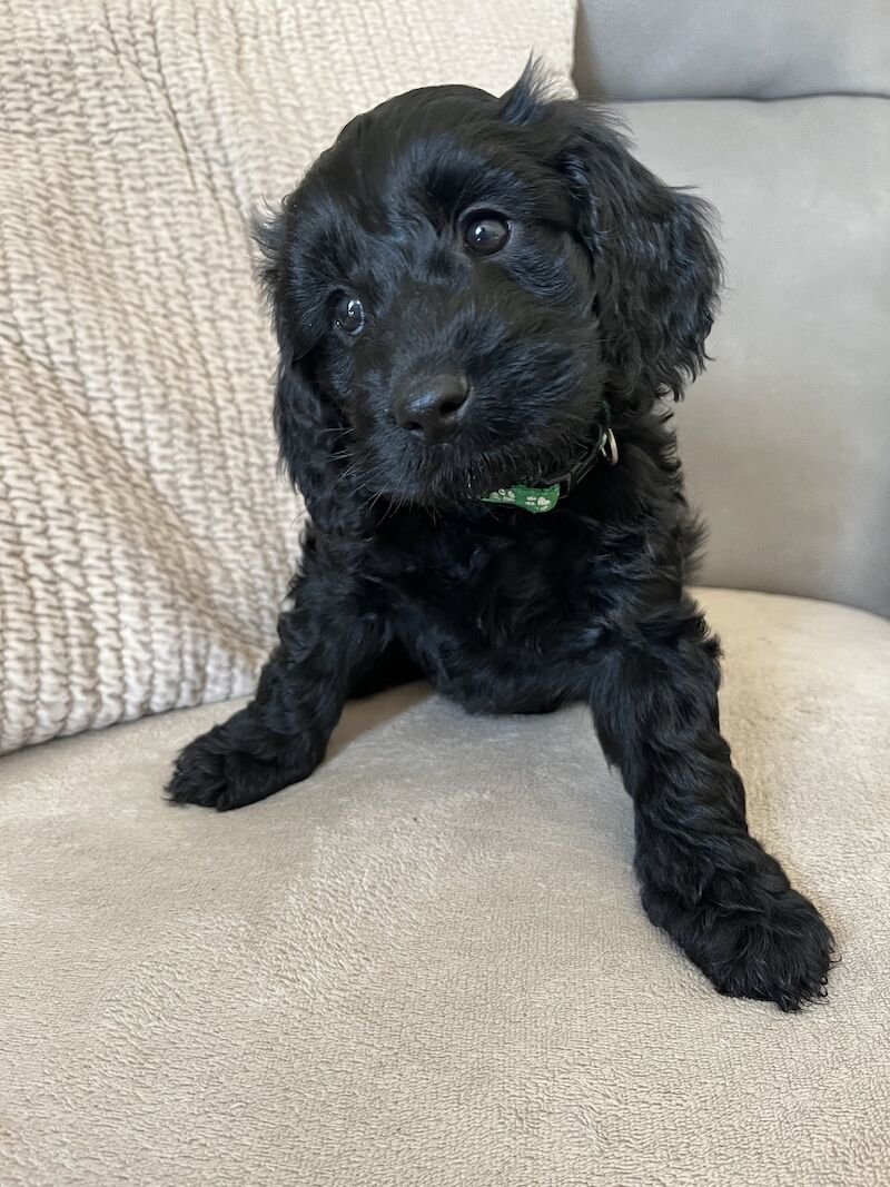 F1 Show Type Cockapoo puppies ONE LEFT for sale in Ipswich, Suffolk - Image 1