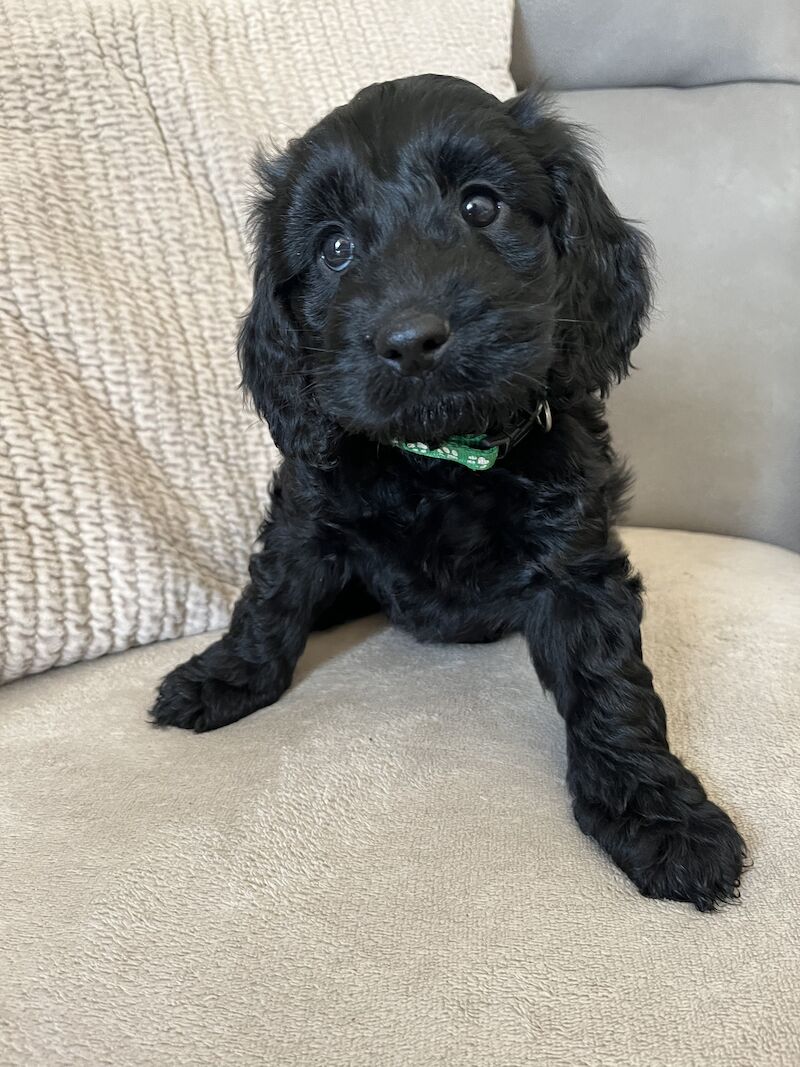F1 Show Type Cockapoo puppies ONE LEFT for sale in Ipswich, Suffolk - Image 2