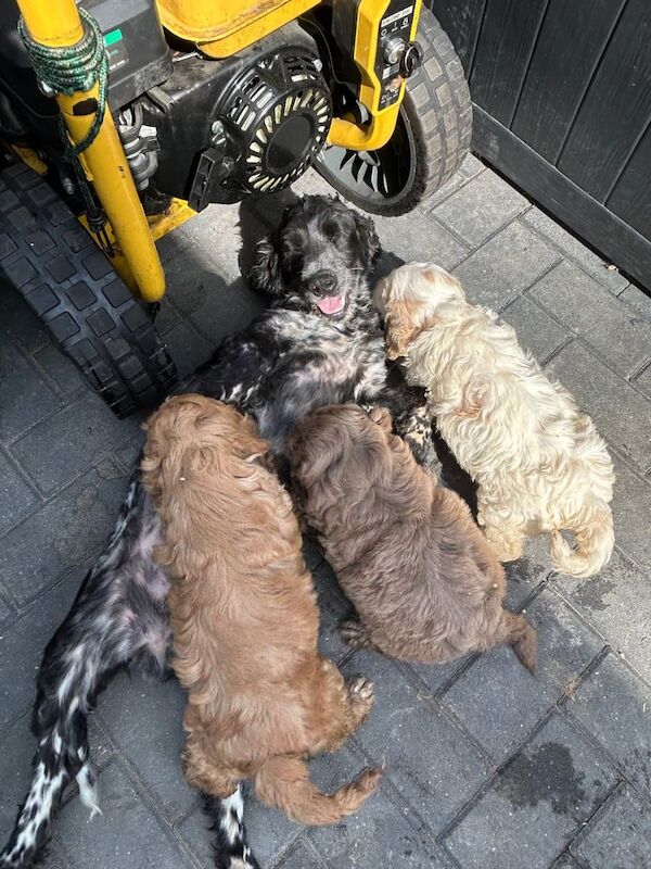 Cockapoo puppies for sale in Norwich, Norfolk – 7 weeks old