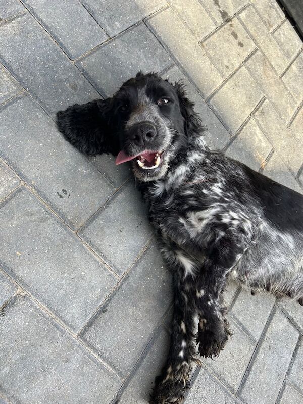 Cockapoo puppies for sale in Norwich, Norfolk – 7 weeks old - Image 2 of 3