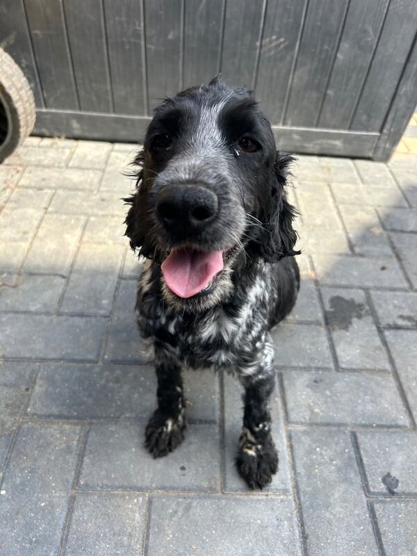 Cockapoo puppies for sale in Norwich, Norfolk – 7 weeks old - Image 3 of 3