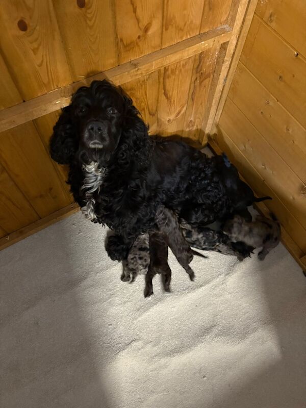 Cockapoo puppies for sale in Gravesend, Kent – 2 weeks old