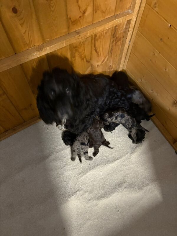 Cockapoo puppies for sale in Gravesend, Kent – 2 weeks old - Image 2 of 4