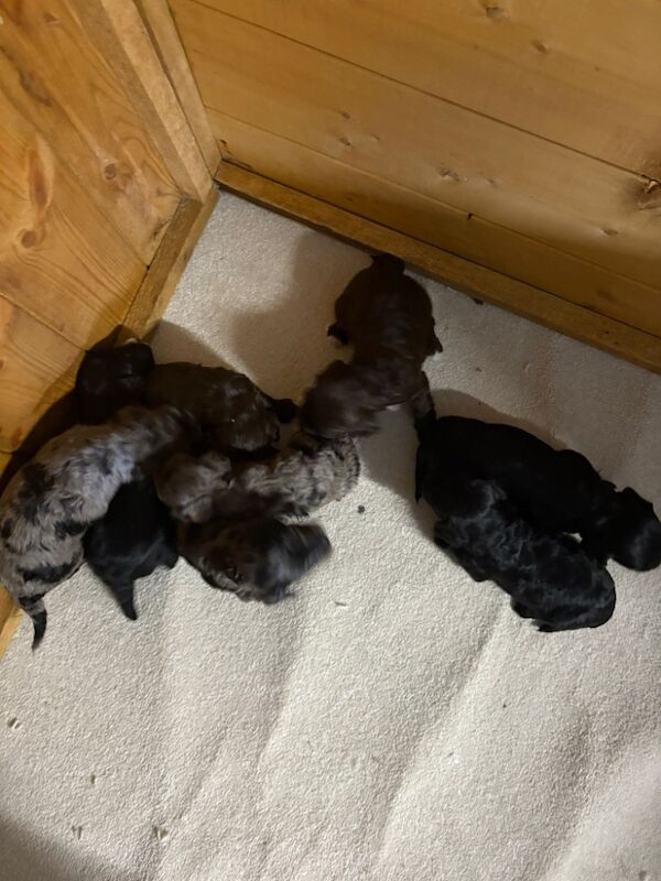 Cockapoo puppies for sale in Gravesend, Kent – 2 weeks old - Image 3 of 4