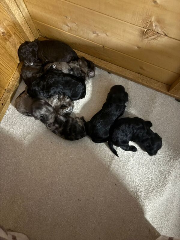 Cockapoo puppies for sale in Gravesend, Kent – 2 weeks old - Image 4 of 4