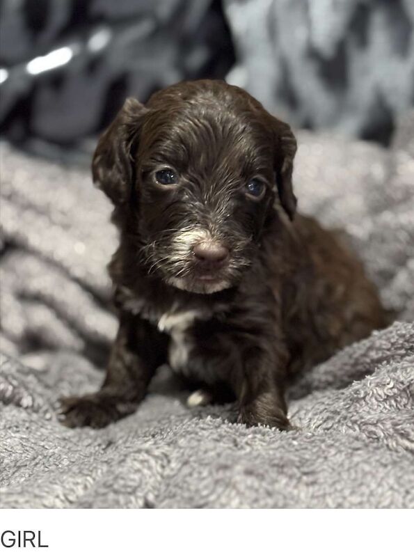 Cockapoo puppies for sale in Gravesend, Kent – 4 weeks old