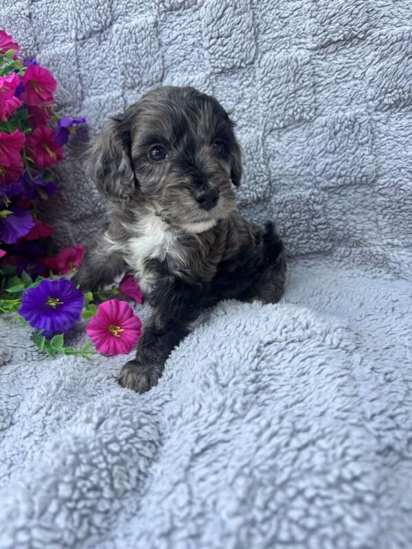 Cockapoo puppies for sale in Gravesend, Kent – 5 weeks old