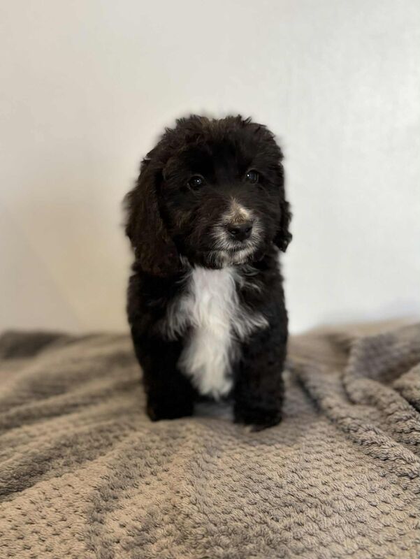 Cockapoo puppies for sale in Gravesend, Kent – 7 months old - Image 2 of 9