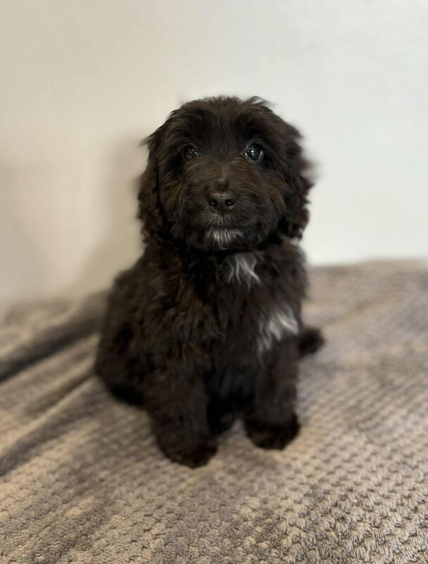 Cockapoo puppies for sale in Gravesend, Kent – 7 months old - Image 6 of 9