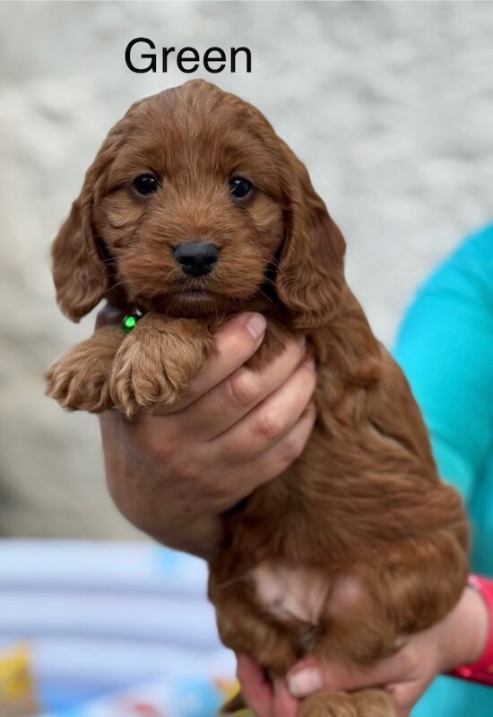 Cockapoo puppies for sale in Lockerbie, Dumfries – 5 weeks old