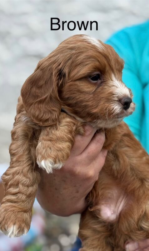 Cockapoo puppies for sale in Lockerbie, Dumfries – 5 weeks old - Image 2 of 15