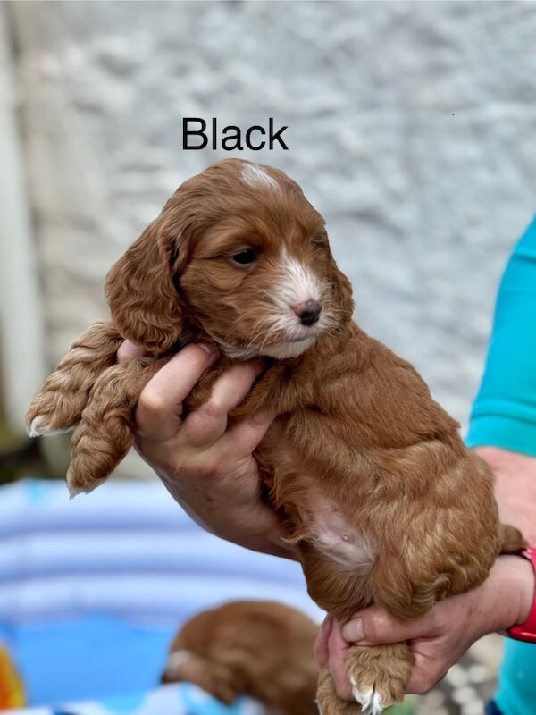 Cockapoo puppies for sale in Lockerbie, Dumfries – 5 weeks old - Image 3 of 15