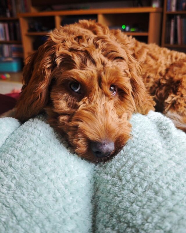 Cockapoo puppies for sale in Lockerbie, Dumfries – 5 weeks old - Image 4 of 15
