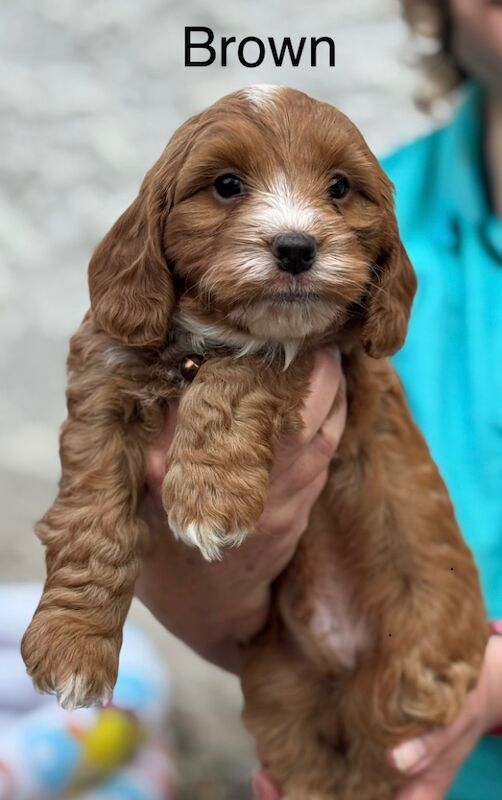Cockapoo puppies for sale in Lockerbie, Dumfries – 5 weeks old - Image 5 of 15