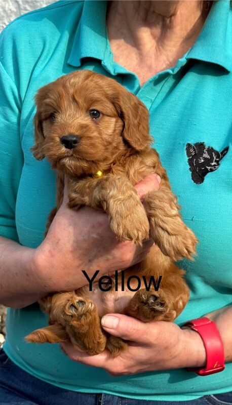 Cockapoo puppies for sale in Lockerbie, Dumfries – 5 weeks old - Image 6 of 15