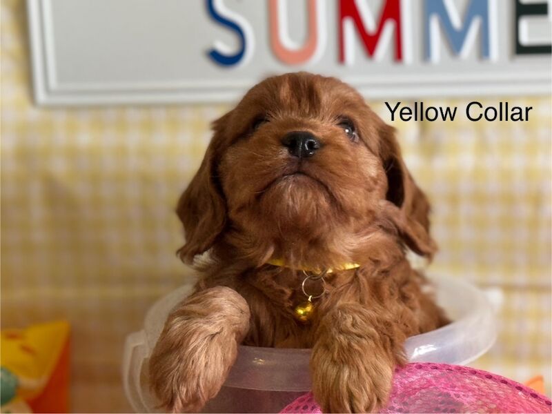 Cockapoo puppies for sale in Lockerbie, Dumfries – 5 weeks old - Image 8 of 15