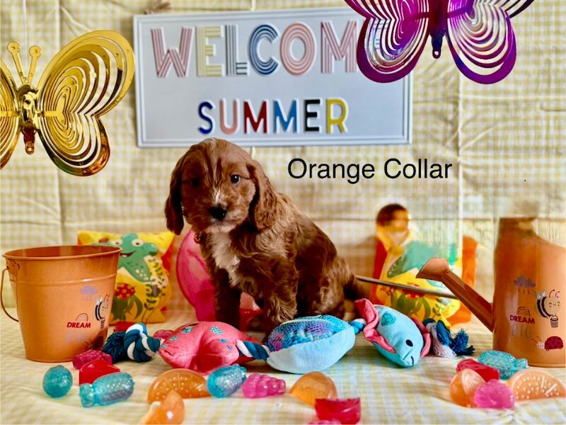 Cockapoo puppies for sale in Lockerbie, Dumfries – 5 weeks old - Image 9 of 15
