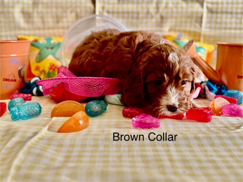 Cockapoo puppies for sale in Lockerbie, Dumfries – 5 weeks old - Image 10 of 15