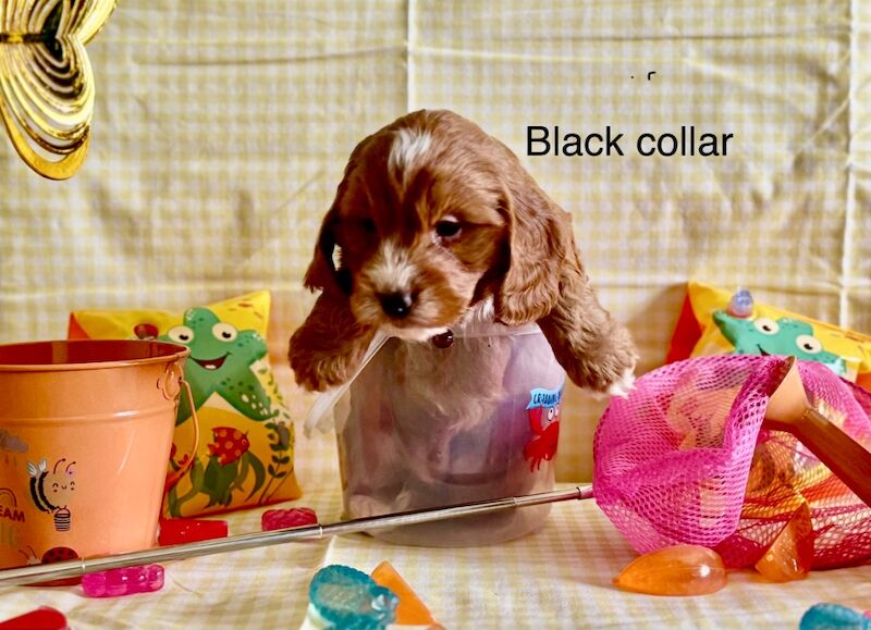 Cockapoo puppies for sale in Lockerbie, Dumfries – 5 weeks old - Image 11 of 15