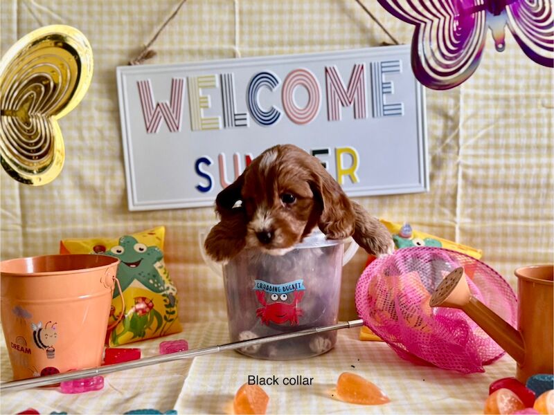Cockapoo puppies for sale in Lockerbie, Dumfries – 5 weeks old - Image 12 of 15