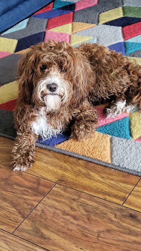 Cockapoo puppies for sale in Lockerbie, Dumfries – 5 weeks old - Image 13 of 15
