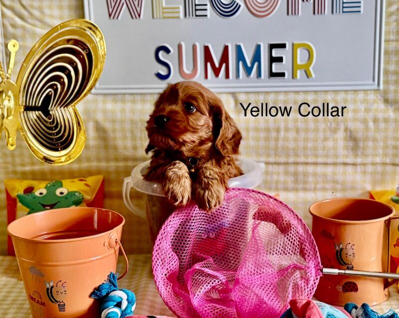 Cockapoo puppies for sale in Lockerbie, Dumfries – 5 weeks old - Image 14 of 15