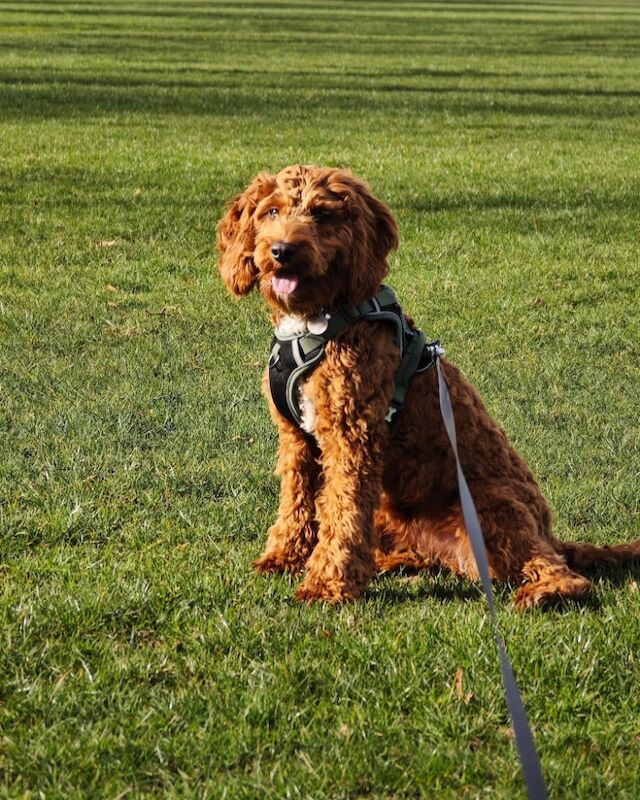 Cockapoo puppies for sale in Lockerbie, Dumfries – 5 weeks old - Image 15 of 15