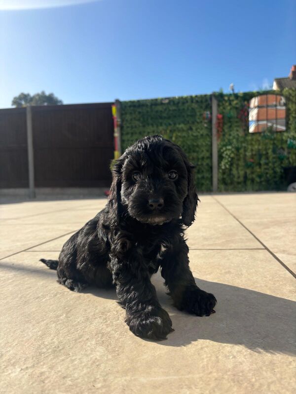 F1 Toy Cockapoo puppies