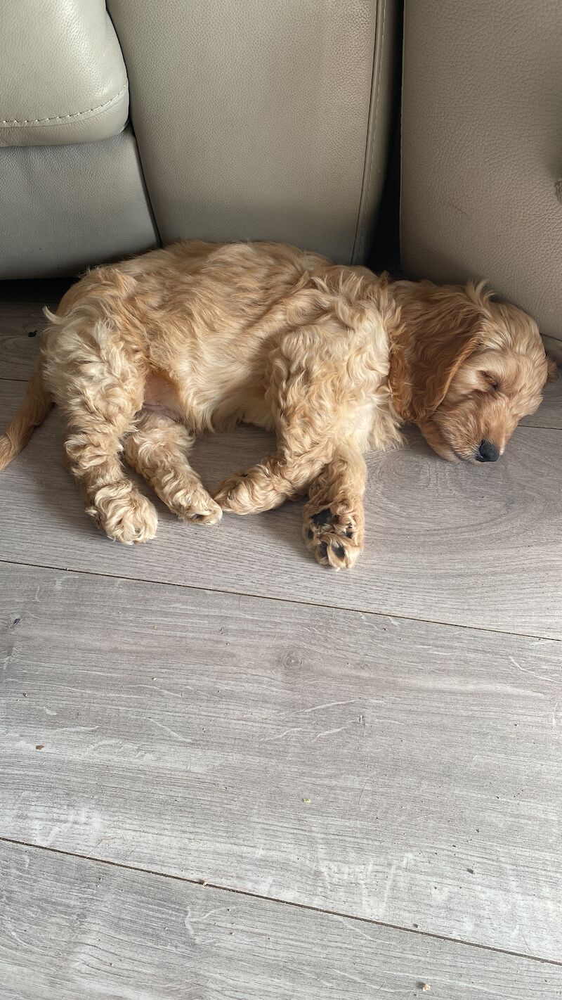 F1 Toy Cockapoo puppies - Image 7 of 13