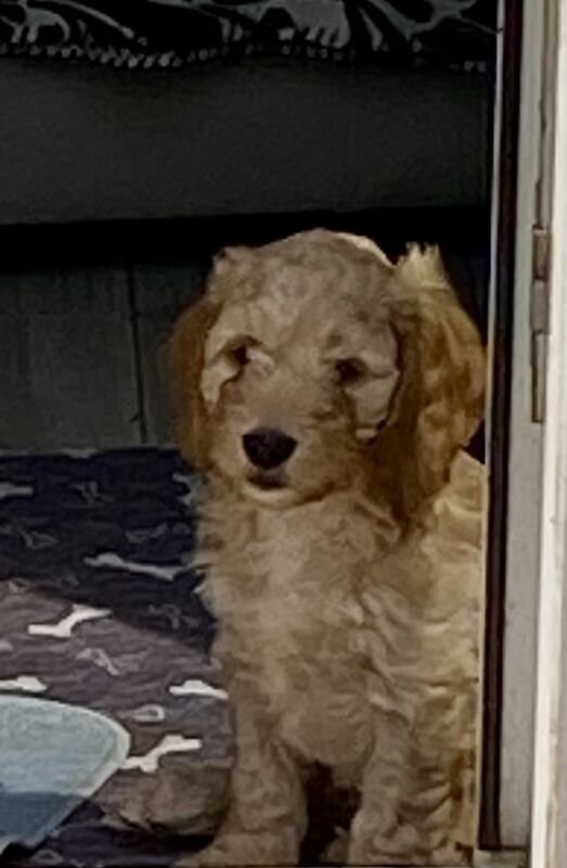 F1 Toy Cockapoo puppies - Image 8 of 13