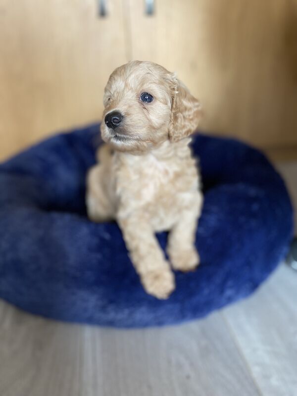 F1 Toy Cockapoo puppies - Image 9 of 13