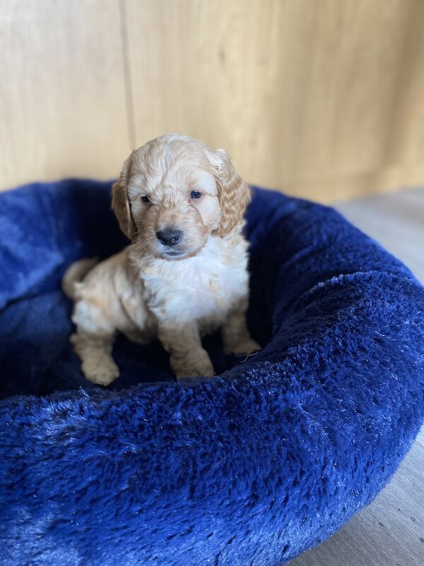 F1 Toy Cockapoo puppies - Image 10 of 13
