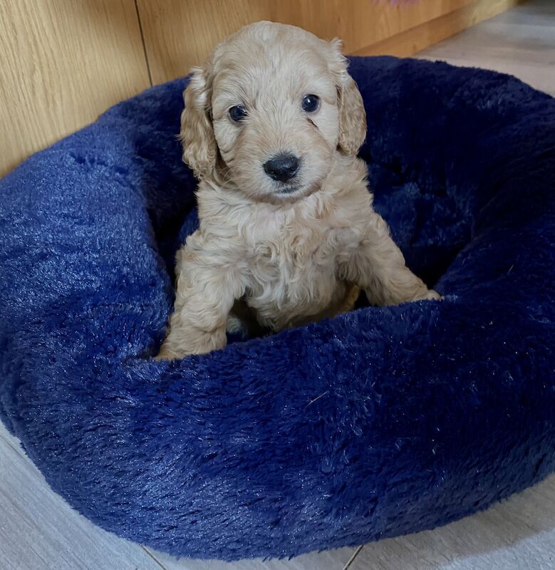 F1 Toy Cockapoo puppies - Image 11 of 13