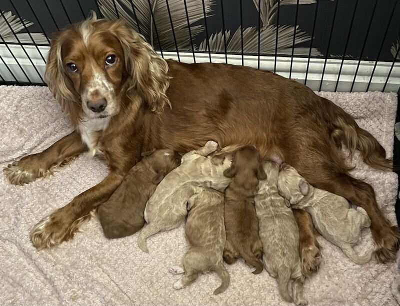 F1 Toy Cockapoo puppies - Image 12 of 13