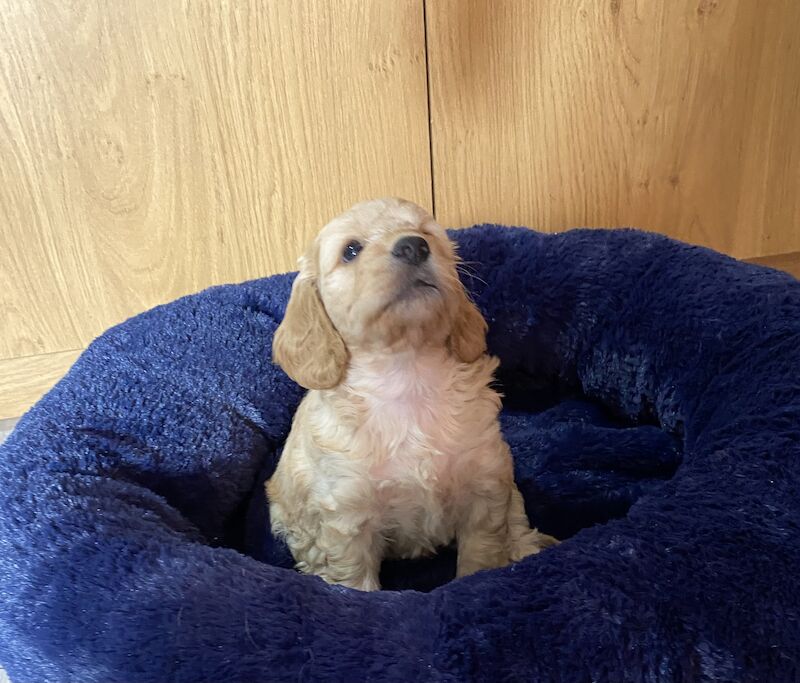 F1 Toy Cockapoo puppies - Image 13 of 13