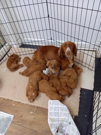 F1 toy cockapoo puppies pra clear for sale in Bishop Auckland, County Durham