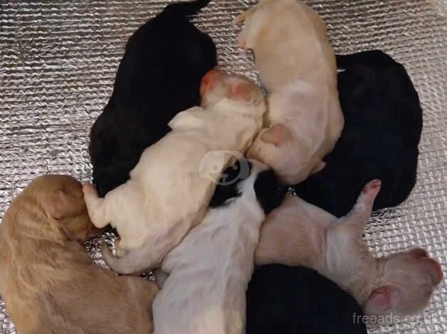 Cockapoo puppies for sale in Penrith, Cumbria – 1 year old - Image 2 of 5