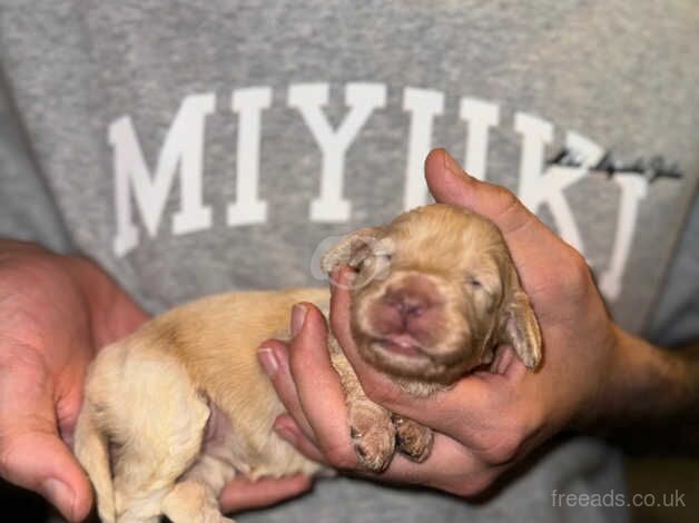 Cockapoo puppies for sale in Penrith, Cumbria – 1 year old - Image 4 of 5